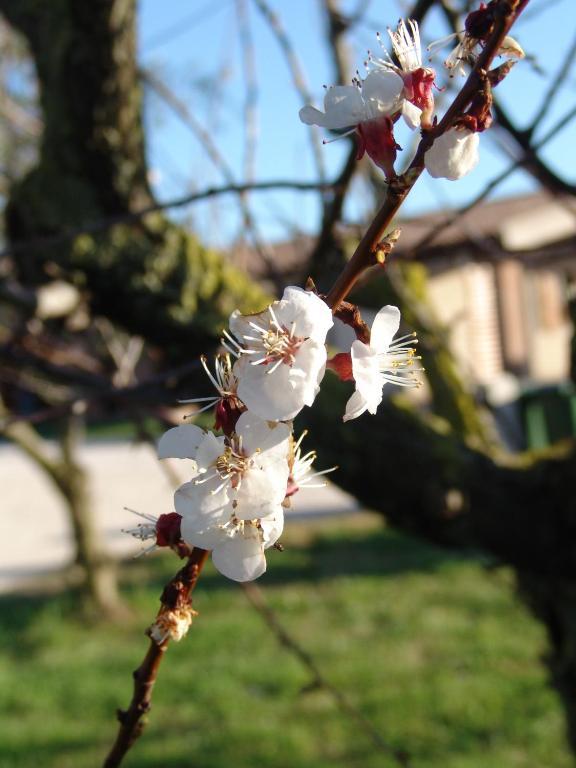 Podere 1248 Ladispoli Dış mekan fotoğraf